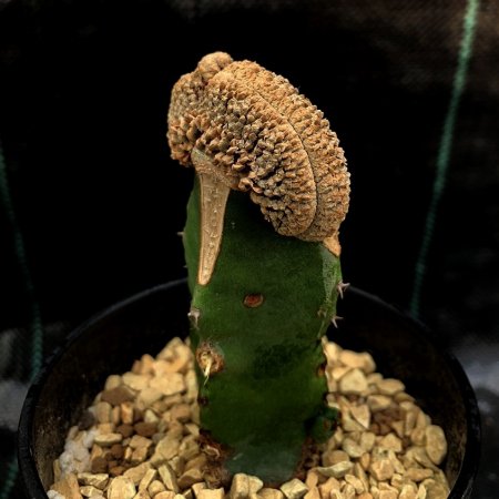 Euphorbia piscidermis f.cristata