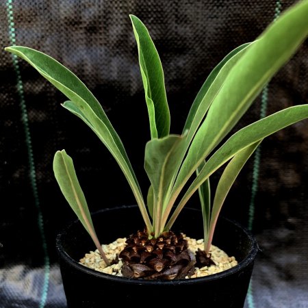 Euphorbia bupleurifolia