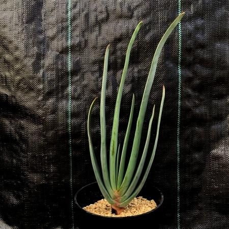 Aloe plicatilis