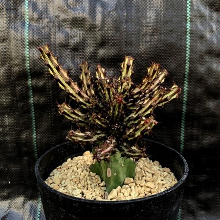 Euphorbia sp. nova somalia hordio