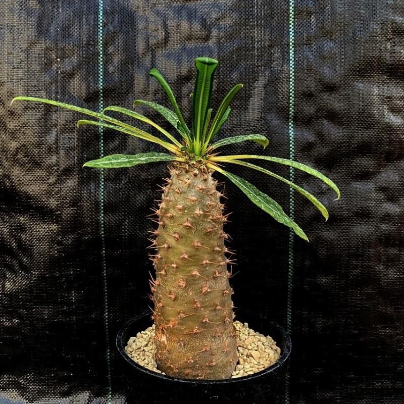 Pachypodium lamerei v. fiherense - SABOSABO STORE