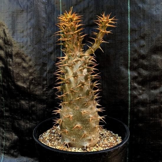 Pachypodium ambongense - SABOSABO STORE Pachypodium ambongense - SABOSABO STORE