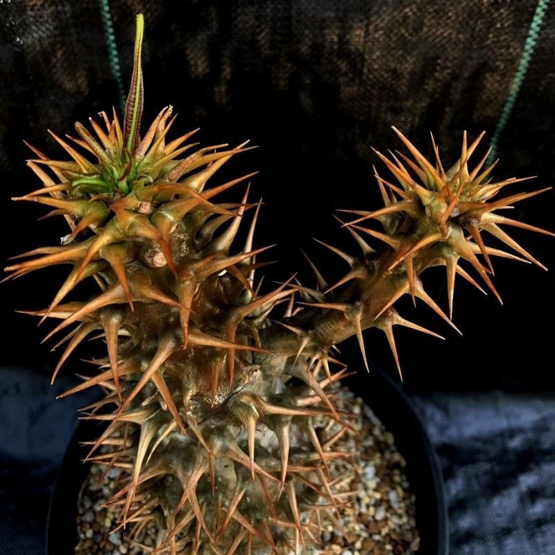 Pachypodium ambongense - SABOSABO STORE Pachypodium ambongense - SABOSABO STORE