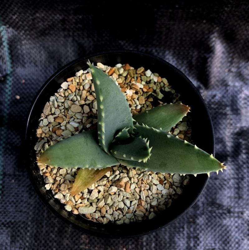 Aloe pillansii - SABOSABO STORE