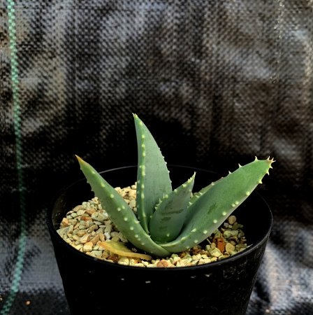Aloe pillansii