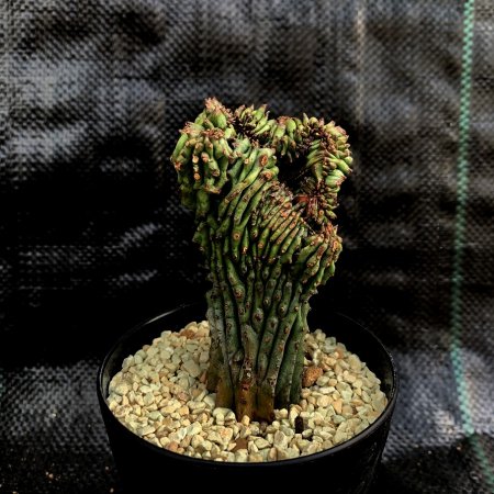 Euphorbia horrida f.crist.