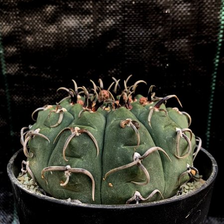 Gymnocalycium vatteri