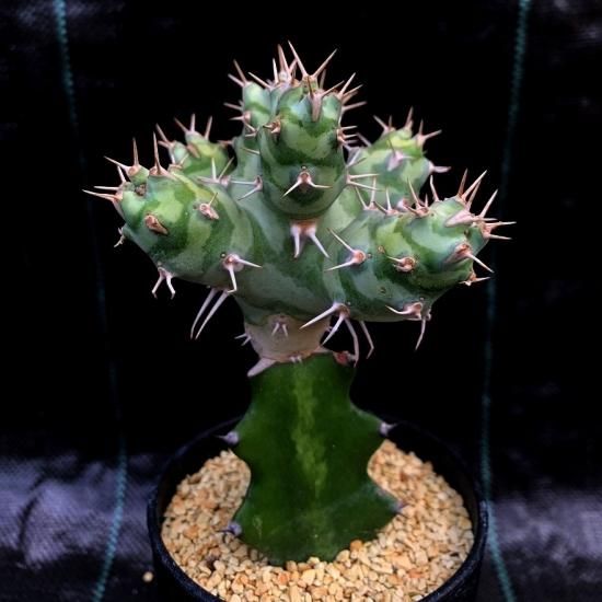 希少珍種 ユーフォルビア・ポンデローサ③Euphorbia ponderosa Euphorbia ponderosa - SABOSABO STORE