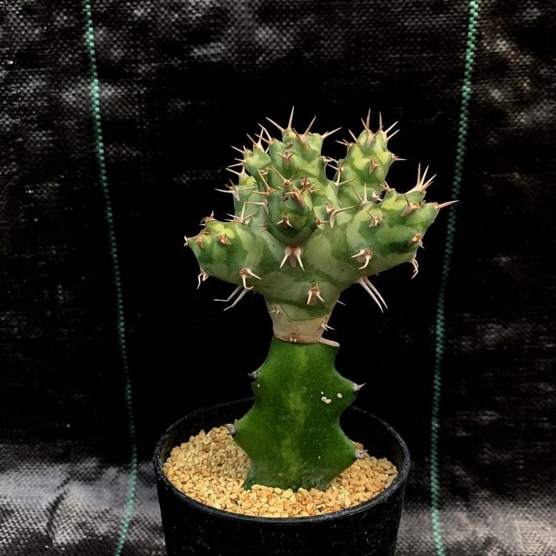 希少珍種☆ユーフォルビア・ポンデローサ☆Euphorbia ponderosa 希少珍種 ユーフォルビア・ポンデローサ②Euphorbia ponderosa