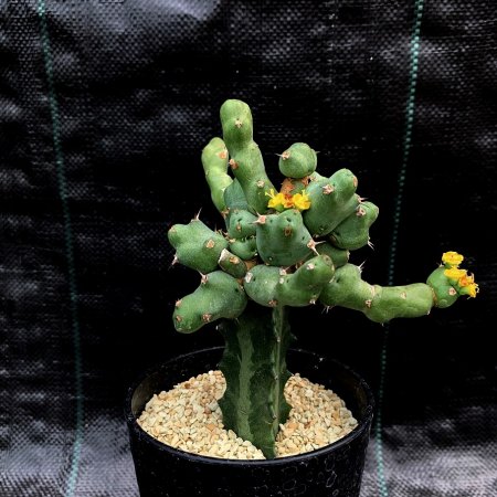 Euphorbia clivicola