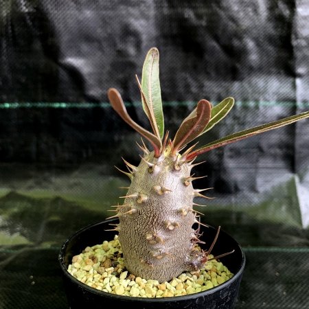 Pachypodium cactipes