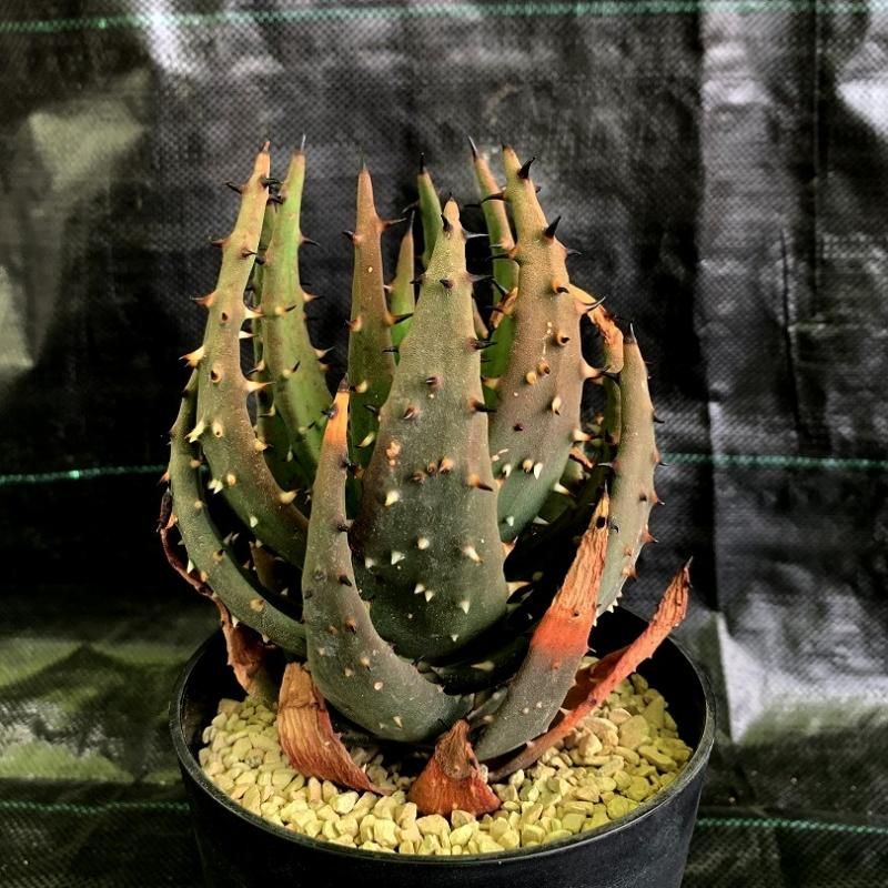 アロエ　メデューサ　11番 imgrc0114468082.jpg