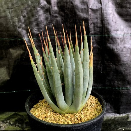 Agave uthaensis var. nevadensis