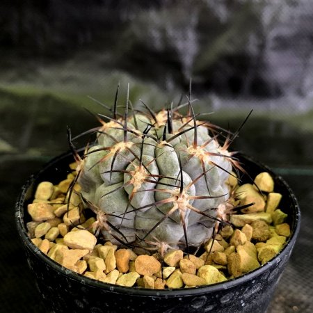 Acanthocalycium glaucum