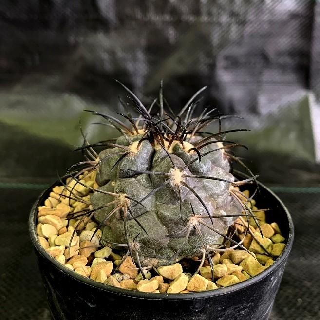 Copiapoa griseoviolacea - SABOSABO STORE