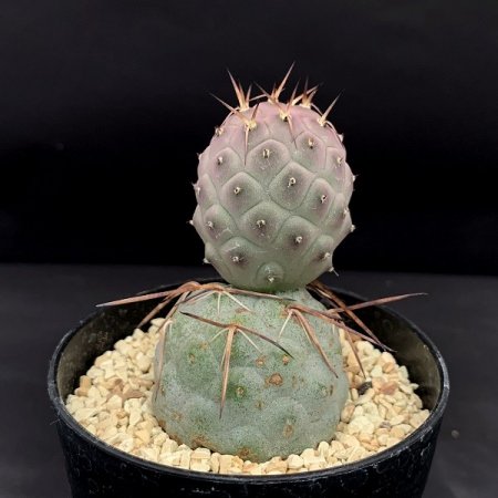 Tephrocactus geometricus