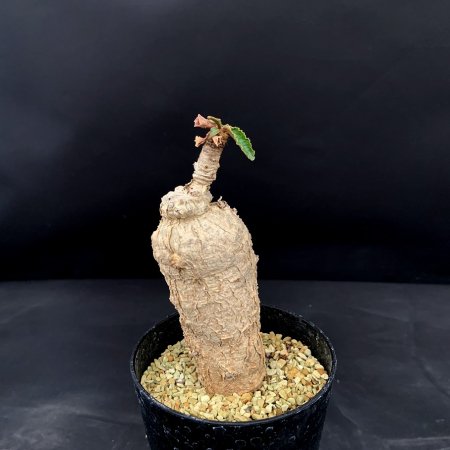 Euphorbia subapoda