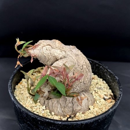 Euphorbia.sp nova Ranohira