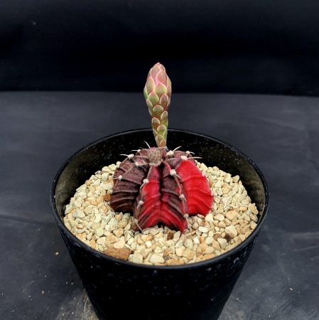 Gymnocalycium friedrichii LB2178 hyb