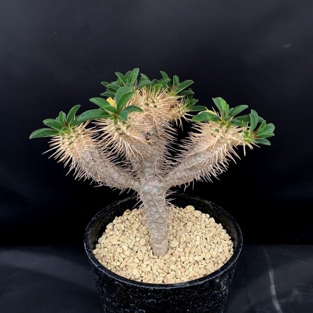 Euphorbia guillauminiana