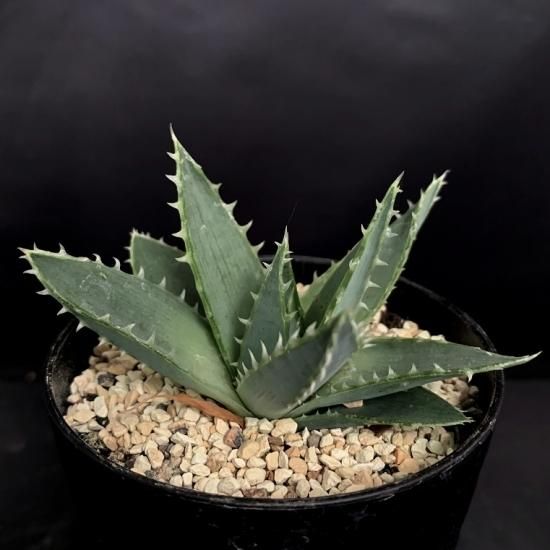Aloe Polyphylla Sabosabo Store Aloe Polyphylla Sabosabo Store