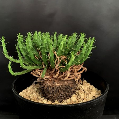 Euphorbia flanaganii