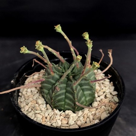 Euphorbia SuperValida