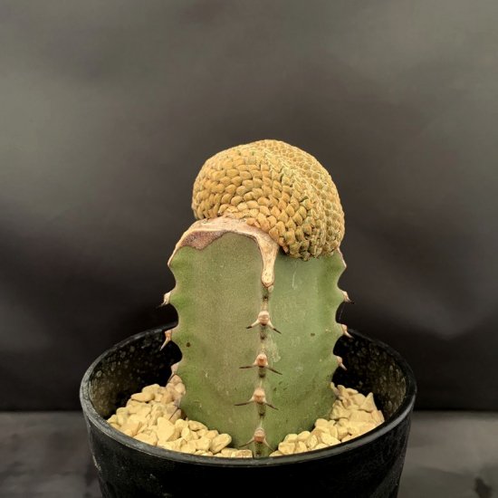 Euphorbia piscidermis crist. - SABOSABO STORE