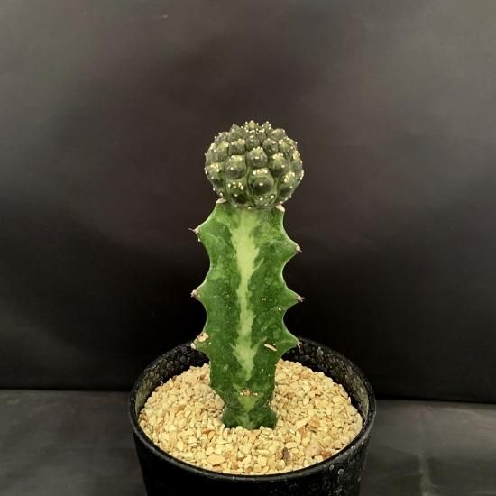 Euphorbia gymnocalycioides - SABOSABO STORE Euphorbia gymnocalycioides - SABOSABO STORE