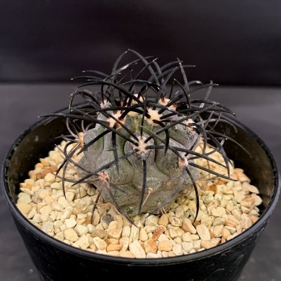 Copiapoa griseoviolacea - SABOSABO STORE