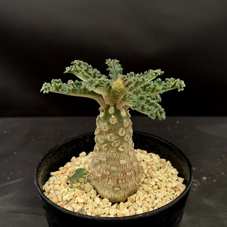 Dorstenia lavrani