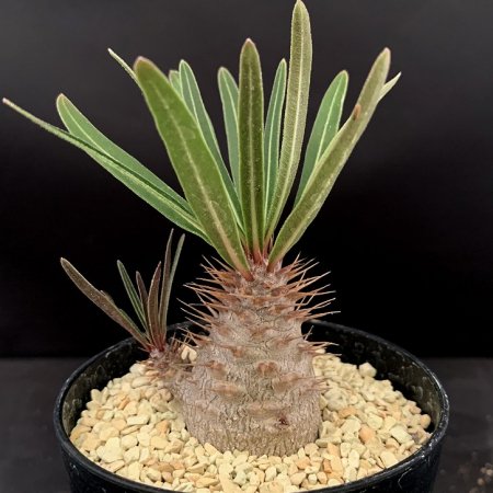 Pachypodium gracilius