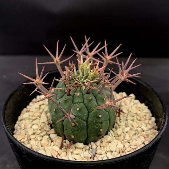 Euphorbia stellispina - SABOSABO STORE Euphorbia stellispina - SABOSABO STORE