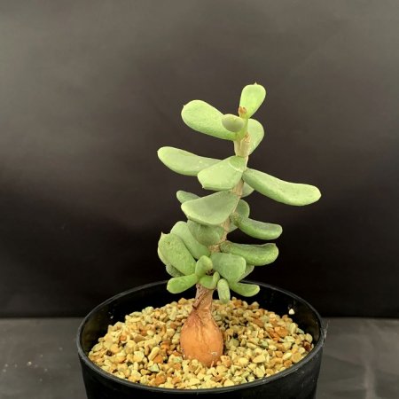 Ceraria pygmaea