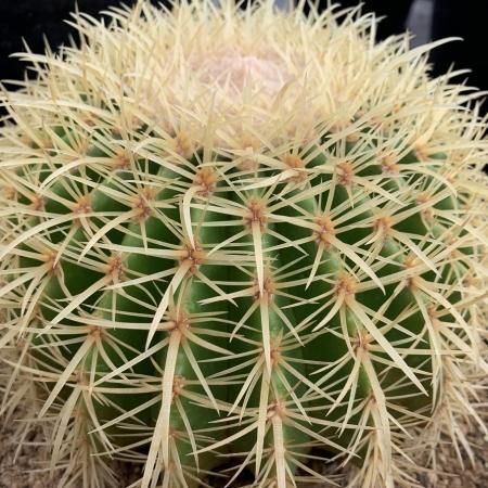 Seeds 30Echinocactus grusonii OUKINSYACHI 