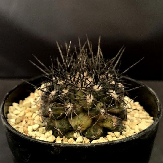 Copiapoa montana variegata - SABOSABO STORE