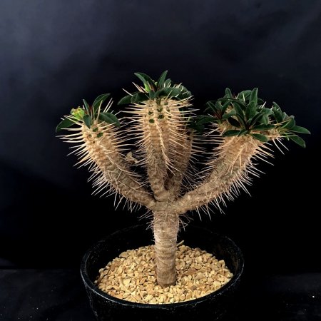 Euphorbia guillauminiana