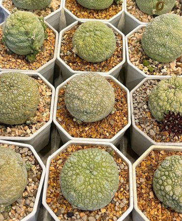 <img class='new_mark_img1' src='https://img.shop-pro.jp/img/new/icons8.gif' style='border:none;display:inline;margin:0px;padding:0px;width:auto;' />Seeds 10Pseudolithos migiurtinus