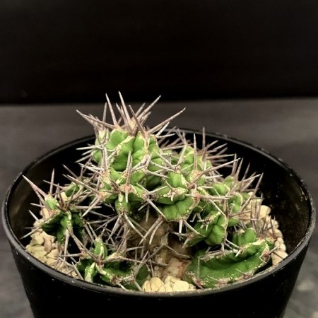 Euphorbia mitriformis