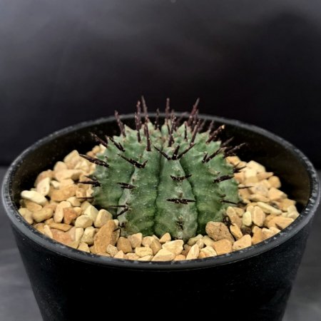 Euphorbia horrida