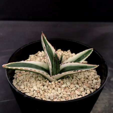 Agave victoriae-reginae