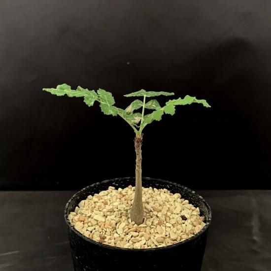 Boswellia sacra - SABOSABO STORE Boswellia sacra - SABOSABO STORE