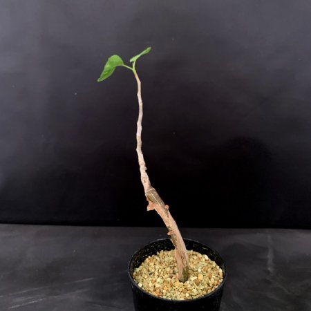 Bursera simplicifolia