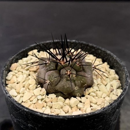 Copiapoa cinerea