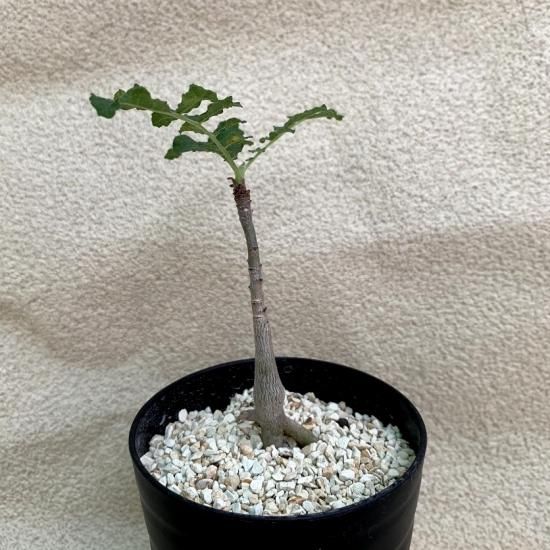 Boswellia sacra - SABOSABO STORE