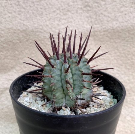 Euphorbia horrida major