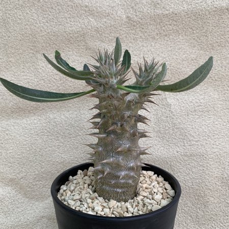 Pachypodium densiflorum