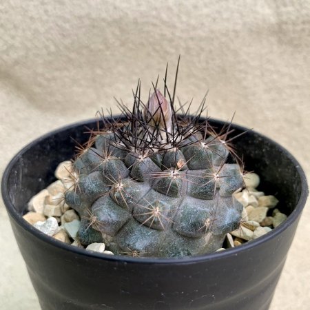 Copiapoa humilis