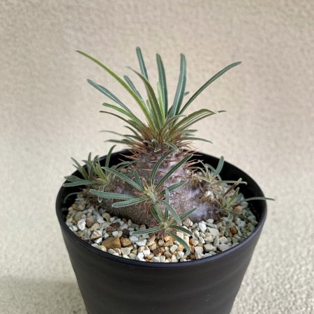 Pachypodium Gracilius