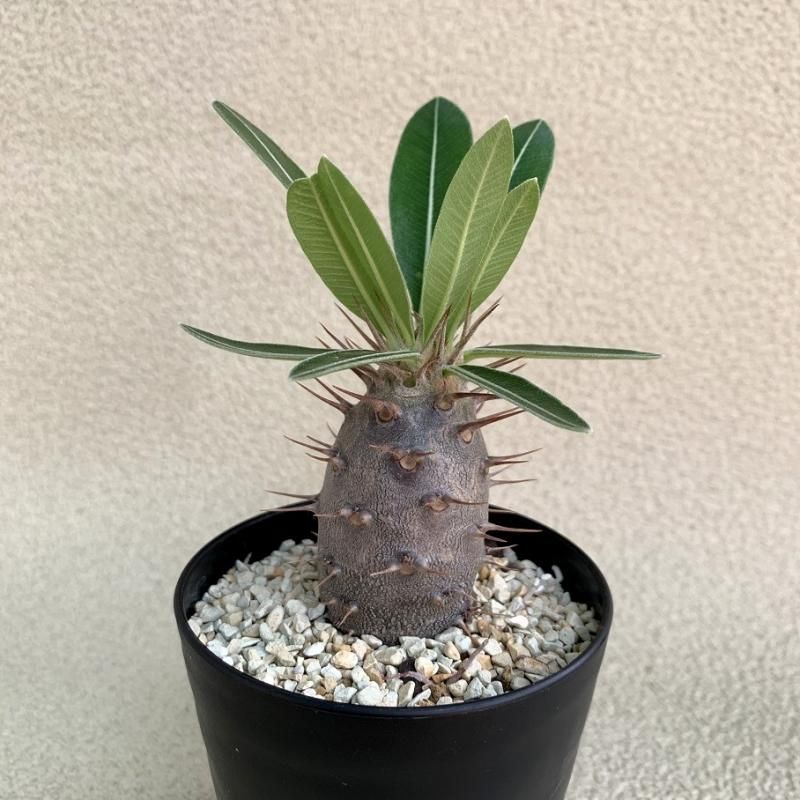 Pachypodium rosulatum var. cactipes - SABOSABO STORE